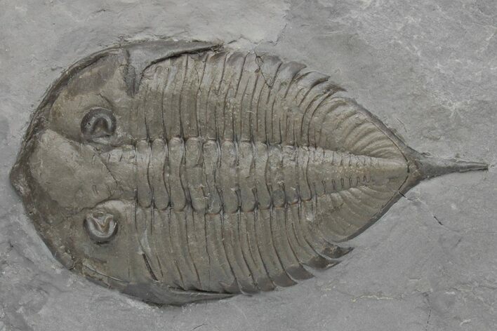 Dalmanites Trilobite Fossil - New York #219928